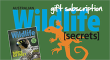 GiftSubGreen.153337